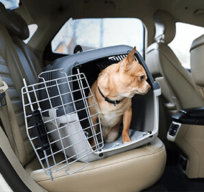 Pet-Friendly Vehicles: 4 Car Features to Lookout for